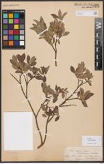 Salix bebbiana Sarg.